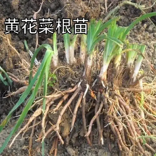 祁东县黄花菜苗