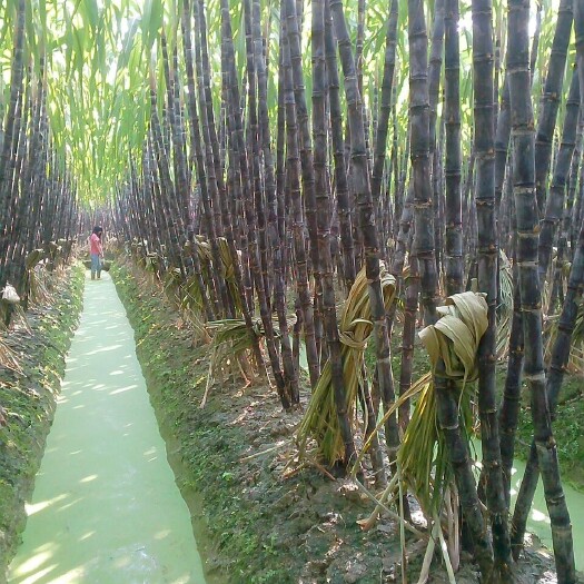 博白县黑皮甘蔗