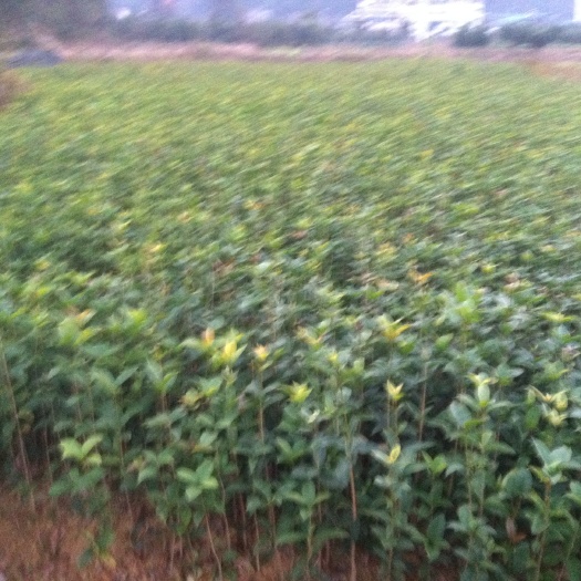 桂林桂花树 桂花苗