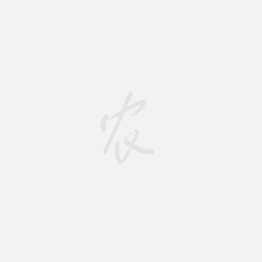 泰安红叶碧桃 基地批发精品红叶菊花