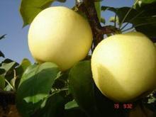 聊城梨