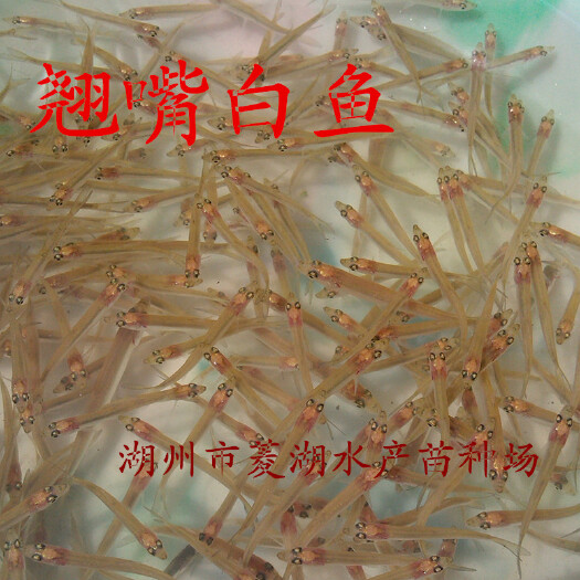 湖州批发翘嘴白鱼苗夏花寸苗匀有