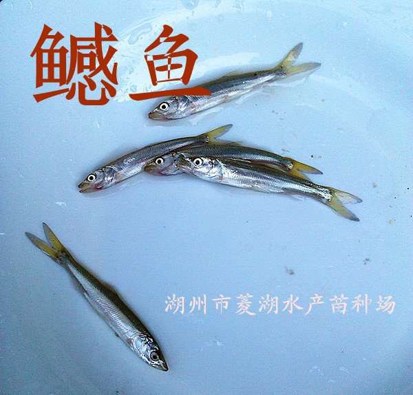 [鱤魚苗批發] 鱤魚苗價格1元/尾 - 惠農網