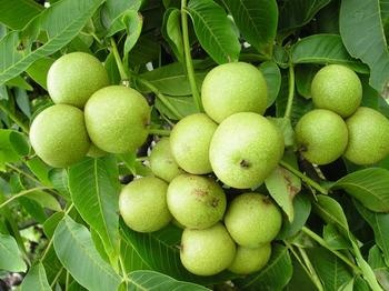 绛县8518核桃苗  8518核桃 4年进入丰产期，2年苗可以结