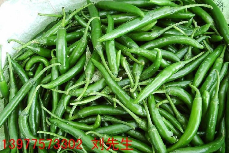 玉林辛香二号辣椒 15~20cm 靑色 中辣 