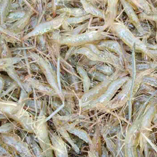 湖州草虾苗