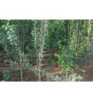 蓝丰蓝莓种子 大量销售2--5公分西府海棠苗