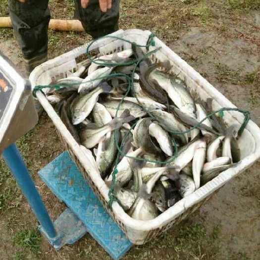 湖州淡水鲈鱼 0.5公斤以下 人工养殖