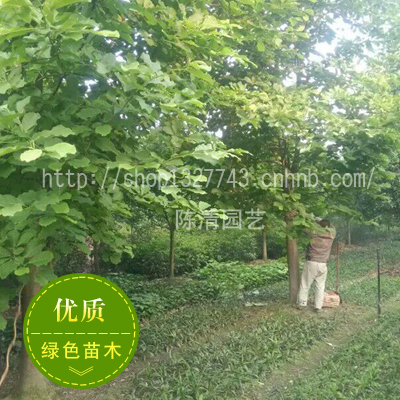白玉兰