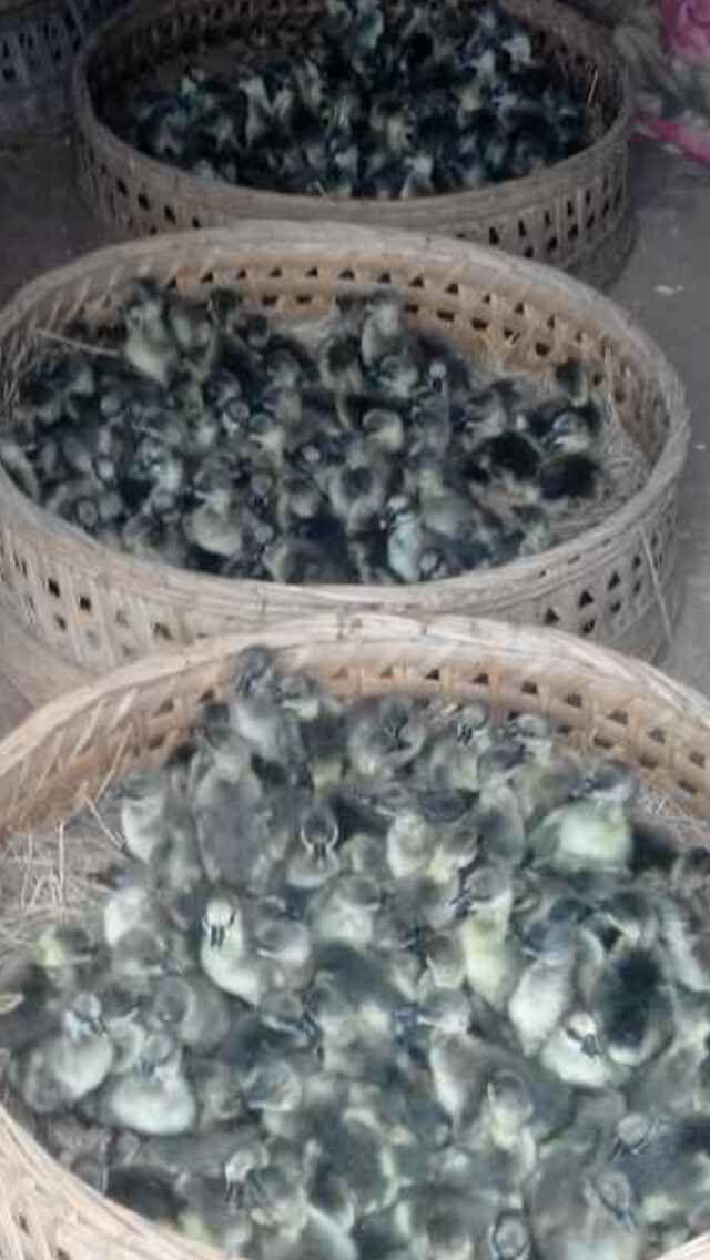 肇庆 灰鹅苗，马岗鹅苗，，广东优质鹅苗大量供应