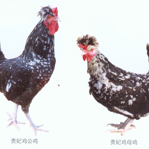 沭阳县芦花鸡苗 
