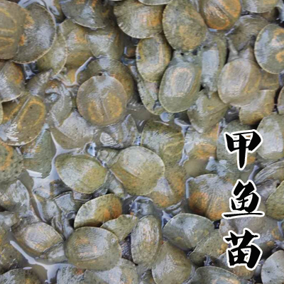 甲鱼养殖专业合作社常年供应优质中华甲鱼苗