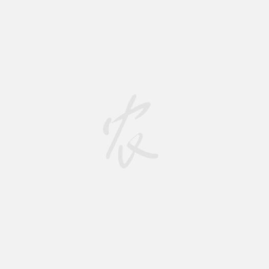 永顺县有机草莓 20克以上 
