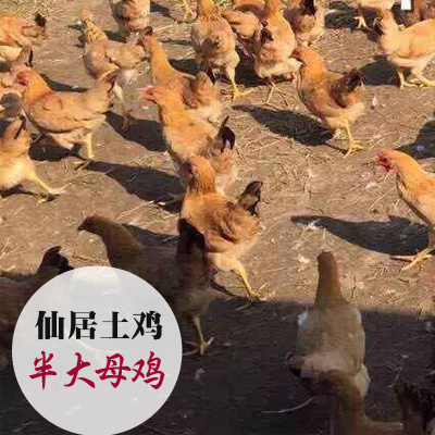 仙居县土鸡 母 2斤以下