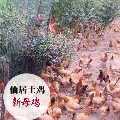 仙居县土鸡 母