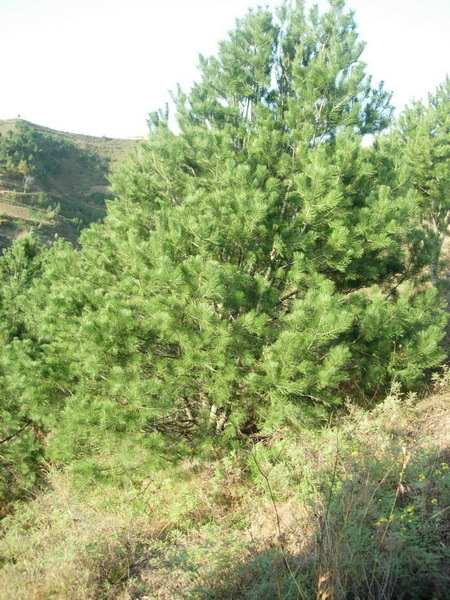 绛县山西白皮松