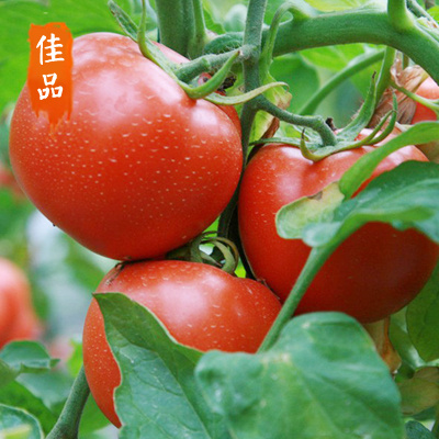 安丘市硬粉番茄 不打冷 硬粉 弧二以上