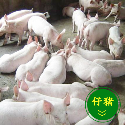 沂水县三元仔猪  山东仔猪供应