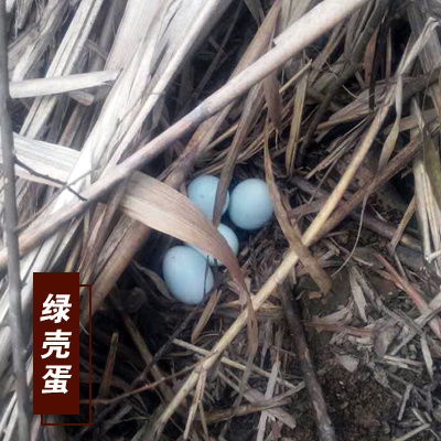 宜春绿壳蛋 乌鸡蛋散养土鸡蛋富硒土鸡蛋江西宜春一件代发