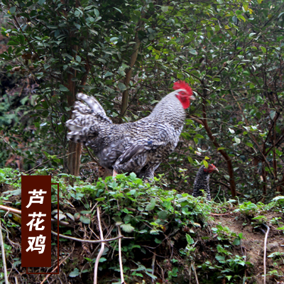 宜春芦花鸡 母