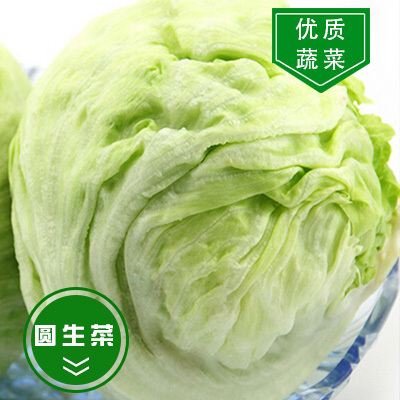 固安县球生菜 精品球，颜色绿，形状整！