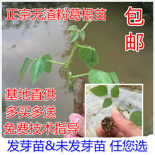 藤县粉葛根种苗，买即送种植资料