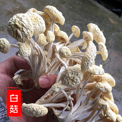 广昌县普通茶树菇 6~8cm 未开伞 鲜茶树菇