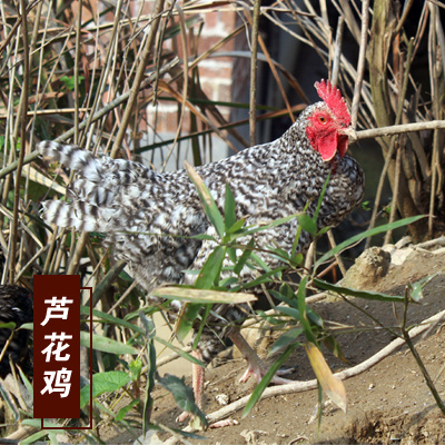 宜春土鸡公鸡放养散养