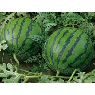 沂水县【推荐】甜王西瓜产地直销 ，皮薄子黑，大量现货！