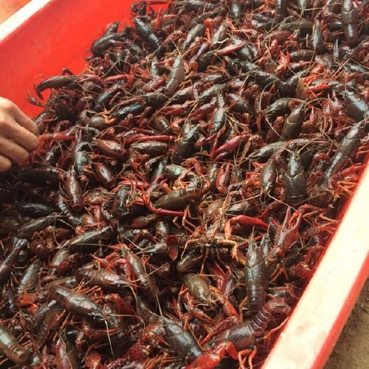 武汉龙虾苗