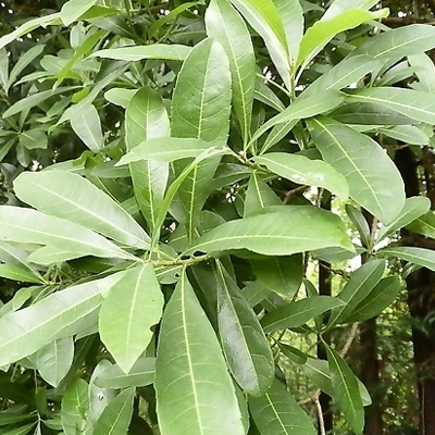 靖州县荸荠杨梅种苗