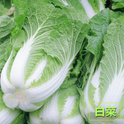 新民市黄心大白菜 辽宁省沈阳市新民市