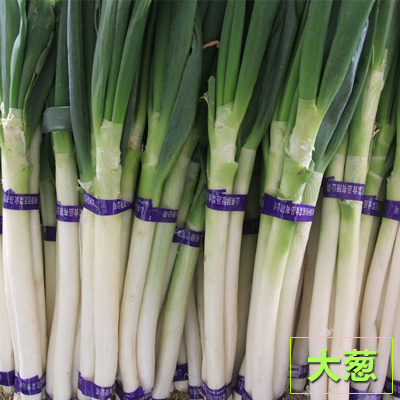 长白大葱 毛葱 辽宁省沈阳市新民市