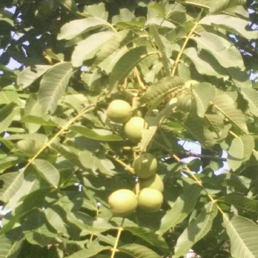 米易县 核桃