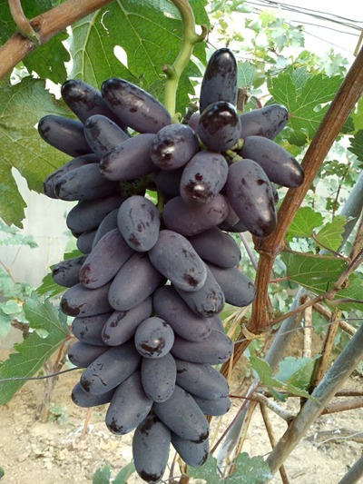 晋州市 A17 紫甜无核葡萄 大量货源