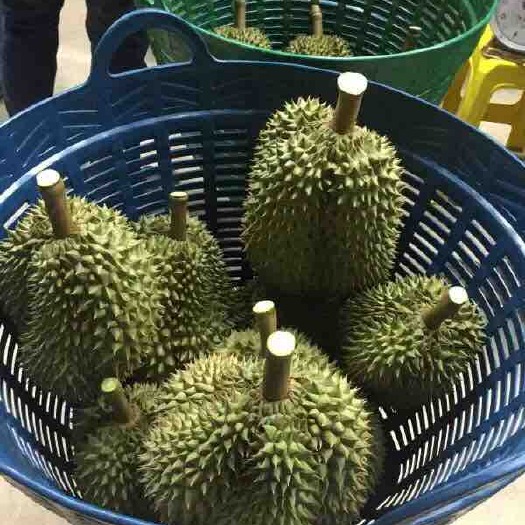 凭祥市金枕头榴莲 4 - 5公斤