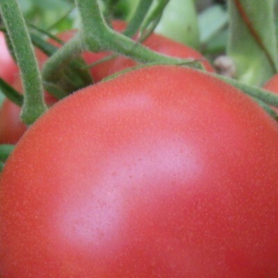 安丘市粉果番茄 不打冷 硬粉 弧二以上
