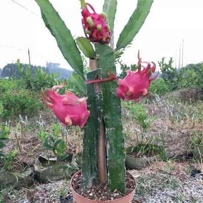 灵山县红皮红肉火龙果苗 