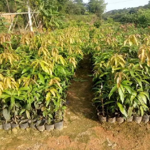 灵山县台农一号芒果苗 