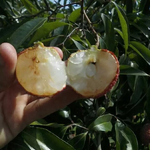 灵山县无核荔枝苗 