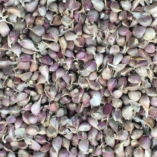 紫皮蒜  彭州本地早蒜，种植产量高，抗病性强，