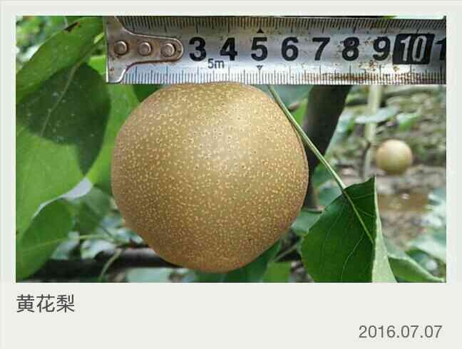 钟祥市黄花梨 湖北省荆门市钟祥市