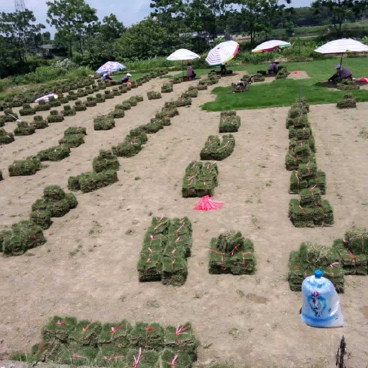 宾阳县马尼拉草皮