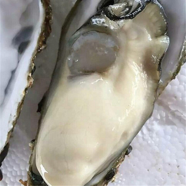 湛江牡蛎 人工养殖 1-3只/公斤 