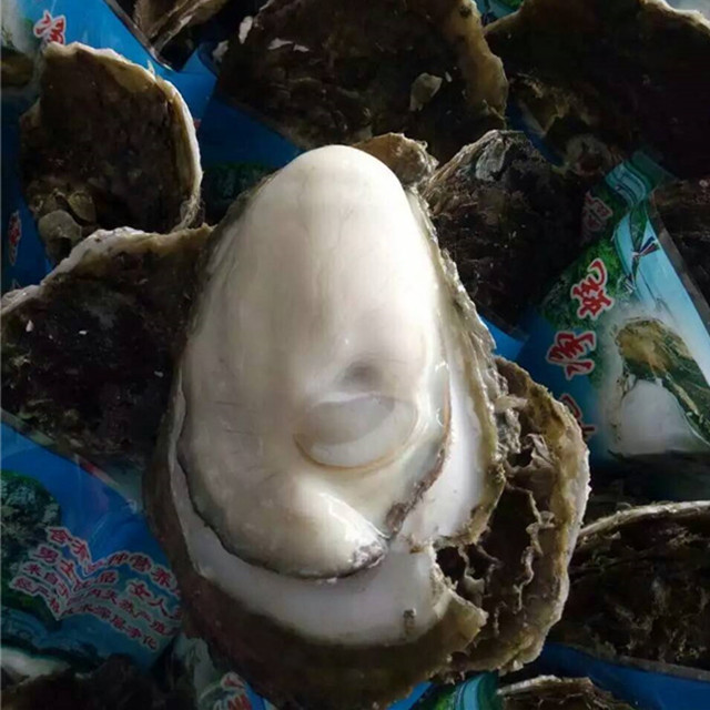 湛江牡蛎 人工养殖 1-3只/公斤 