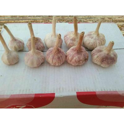 金乡县红皮蒜  冷库仓储，储存配置，随时有货，