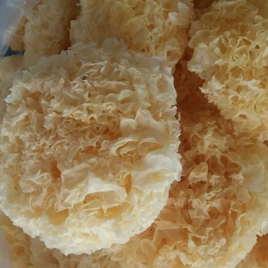 杭州椴木银耳  木银耳  古田银耳特级特白无根小花和圆朵。