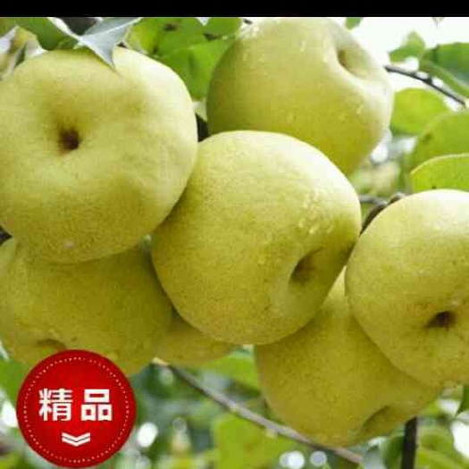 运城酥梨基地王过酥梨