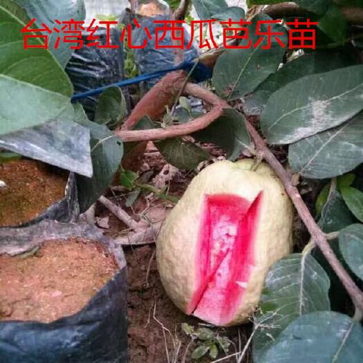 灵山县红心芭乐番石榴苗 