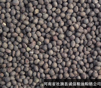 社旗县干豌豆  大量供，黑豌豆，河南地产